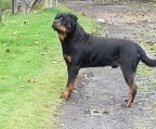 rottweiler hvalpe til salg
<br>
<br>Danmark