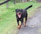 rottweiler hvalpe salg