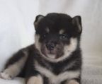 japansk shiba inu til salg