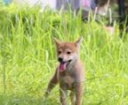 
3 shiba inu hvalpe, vaccineret og ormekur.

Pris:  15.000 Kr