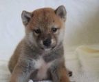 shiba hvalpe til salg
<br>
<br>Danmark