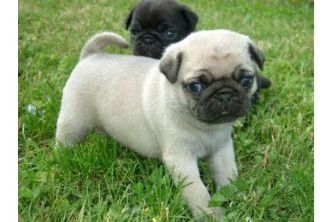 Drenge og piger sælges til kærlige blivende hjem. 
<br>Hvalpene er stueopdrættet, og er vokset op i stuen med både store og små hunde.
<br>Vi har naturligvis begge forældre.
<br>Hvalpene er chippet, vaccineret, dyrlægekontrolleret og har sundhedsbog. De har selvfølgelig fået ormekur.
<br>Der medfølger hvalpepakke samt rådgivning i pasning og pleje.
<br>Der er naturligvis 2 års garanti på vores hvalpe.
<br>
<br>15 års erfaring i Mops opdræt.
<br>Vi kan evt. levere hvalpen.
<br>Ring 53 42 84 68 og få en Mops snak.
<br>Prisen taler vi om.