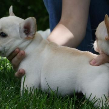 zinitakudavea@outlook.com
<br>Er du på udkig efter en kvalitet Fransk Bulldog hvalp med en enestående personlighed, skønhed og temperament .... Her er
<br>Hvad vi tilbyder med hver hvalp:
<br>* CKC Registrering papirer
<br>* Micro tilhugget
<br>* Op til dato vaccinationer alder hvalp
<br>* 3 x ormekure
<br>* Dyrlæge tjek for at sikre den generelle sundhed
<br>* Sundhed rekord
<br>* 1 år sundhed garanti
<br>* Gratis 15 £ pose TLC Whole Pet Food - fødevarer, der bliver fodret med hvalpe
<br>* 6 uger fri kæledyr forsikring.
<br>Vi er forpligtet til at producere sunde, godt hærdet, godt socialiserede hvalpe i en Frenchies kærlige og omsorgsfulde miljø.
<br>zinitakudavea@outlook.com