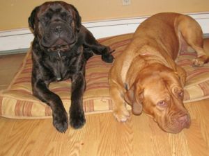  Dougue de Bordeaux and Bullmastiff puppies