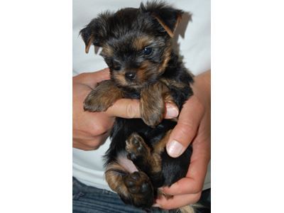 Yorkshire terrier, flere hvalpe