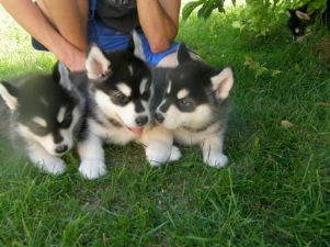 Siberian Husky hvalpe