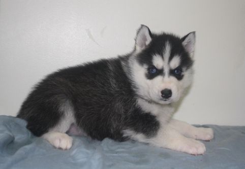 Gorgeous Siberian Husky hvalpe