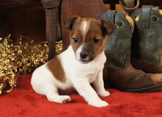 Disse Jack Russell hvalpe