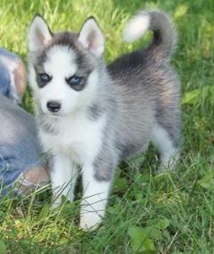 vaccine Siberian Husky gave,