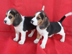 beagle hvalpe