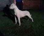 Dogo argentino pris