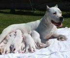 Dogo argentino hvalpe til salg