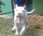 Dogo argentino hvalp pris