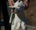 Dogo Argentino OPDRÆTTER