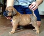 Bullmastiff hvalpe pris