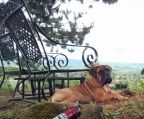 2 bullmastiff hvalpe til salg