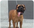 bullmastiff opdrætter