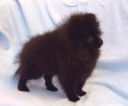 Pomeranian Farve Sort, 4 måneder gammel,