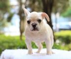 Fransk bulldog hvalpe til salg