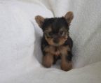mini yorkshire terrier hvalpe til salg