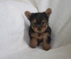 yorkshire terrier hvalpe til salg