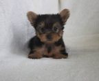 yorkshire terrier hvalpe til salg