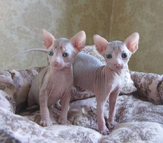 Blue Eyed Sphynx Killinger klar nu