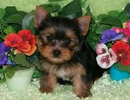 Tiny Yorkie hvalpe 2 hanner og 1 hun til rådighed for enhver god hjem