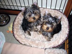 magníficos cachorros yorkshire terrier