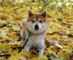 smuk fantastiske shiba inu