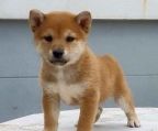 hvalp alder 2 måneder shiba inu