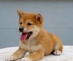 Shiba inu hund til salg