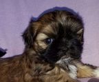 shih tzu hvalpe til salg