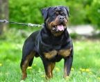 Rottweiler hvalpe til salg