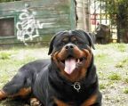 Rottweiler hvalpe til salg