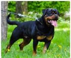 Rottweiler hvalpe til salg