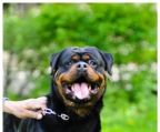 Rottweiler hvalpe til salg