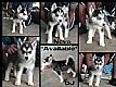 Smuk Mand AKC Siberian Husky hvalp