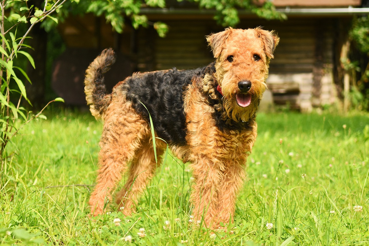 Airedale Terrier Hvalpe Hovedstaden