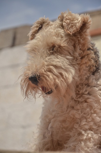 Airedale Terrier Hvalpe Midtjylland