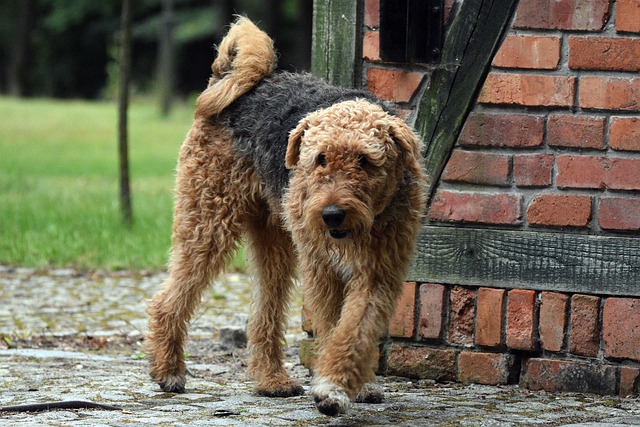 Airedale Terrier Hvalpe Nordjylland