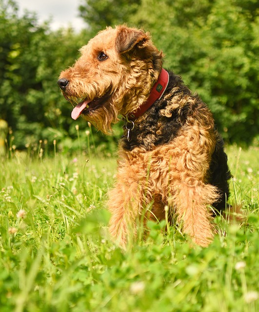 Airedale Terrier Hvalpe Sjælland