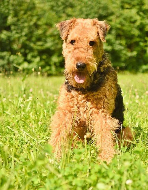 Airedale Terrier Hvalpe Syddanmark