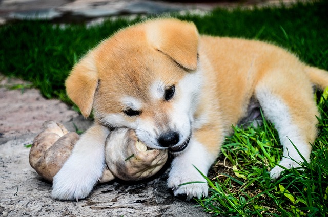 Akita Inu Hvalpe Hovedstaden