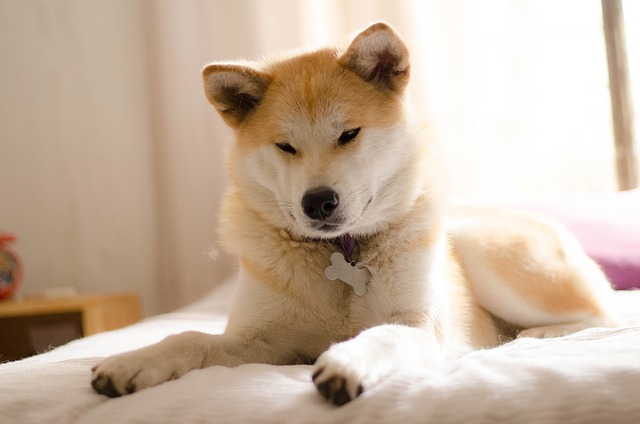 Akita Inu Hvalpe Midtjylland