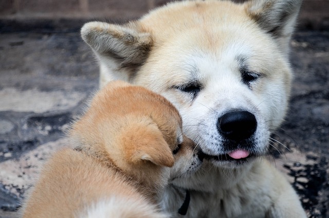 Akita Inu Hvalpe Nordjylland