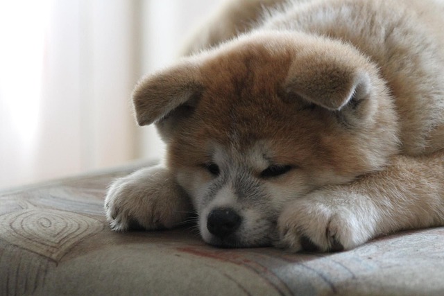 Akita Inu Hvalpe Sjælland