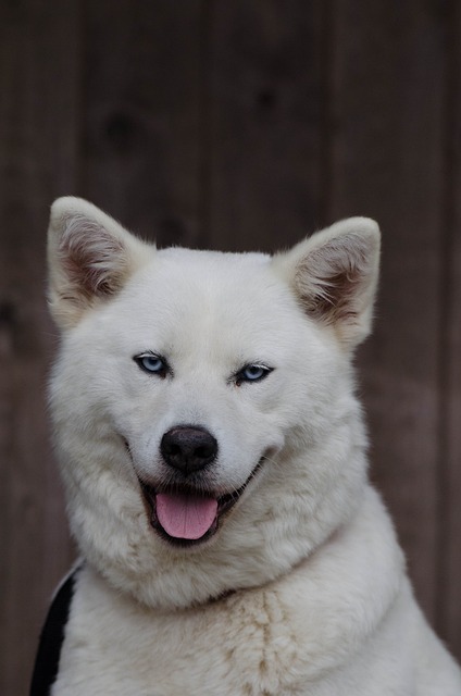 Akita Inu Hvalpe Syddanmark