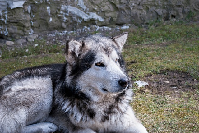 Alaskan Malamute Hvalpe Hovedstaden