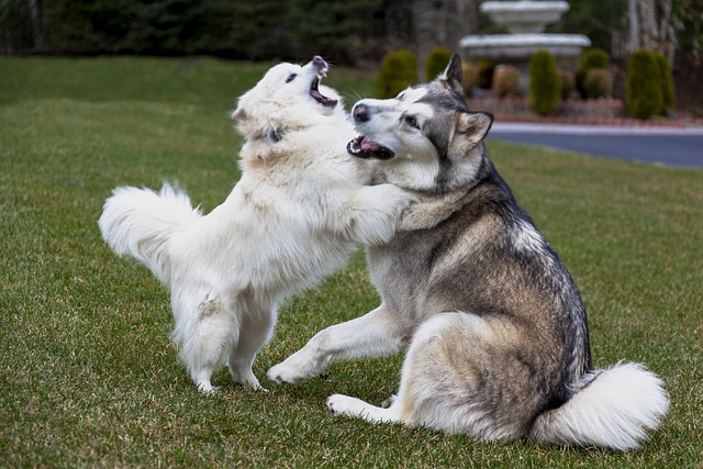 Alaskan Malamute Hvalpe Midtjylland